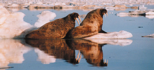 Atlantic walrus hauled out on an ice flow in Fox Basin, Nunavut.