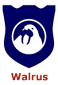 Atlantic walrus trophy